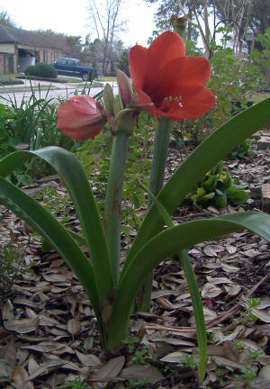 amaryllis1_mini.jpg