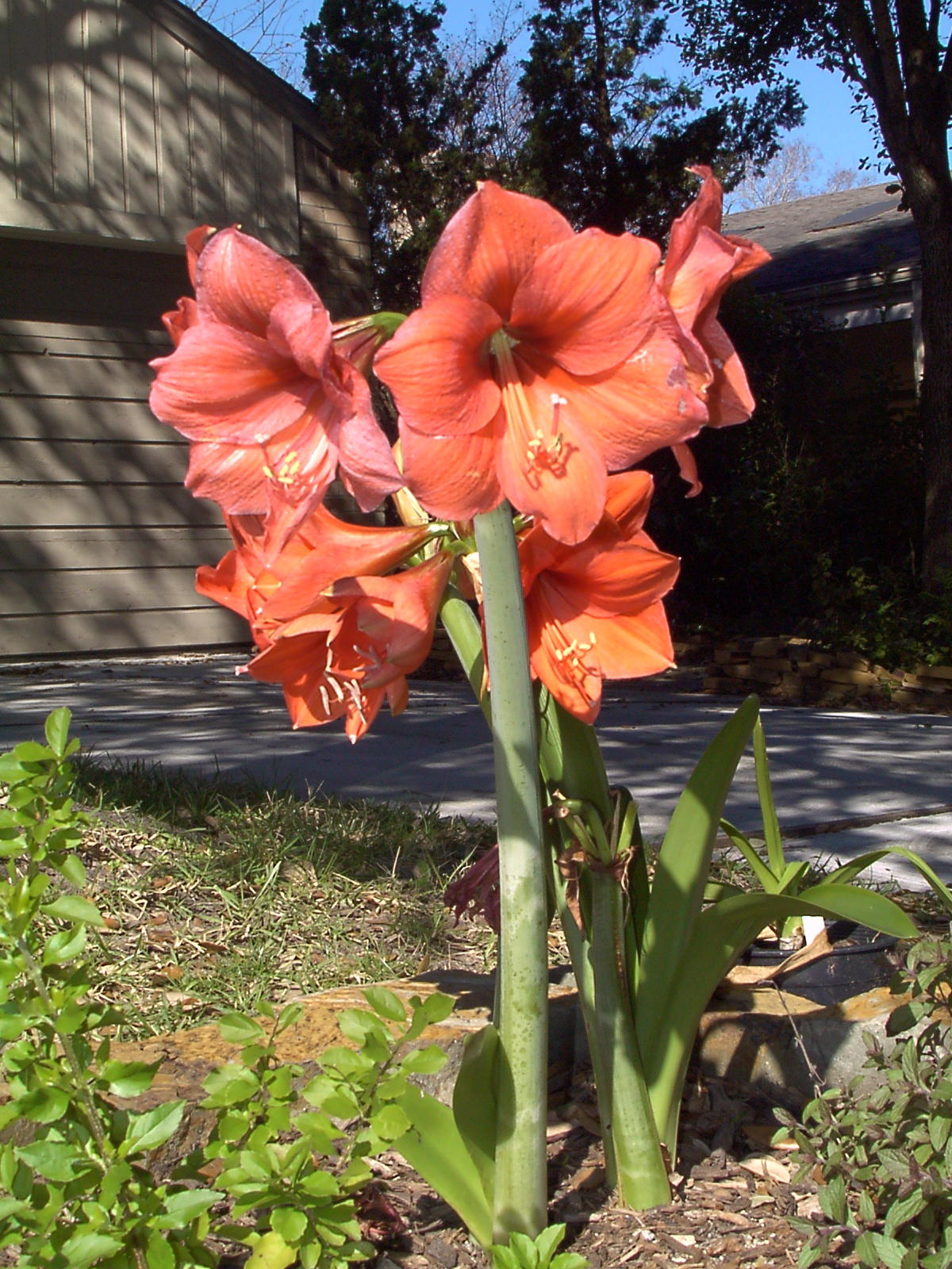Amaryllis