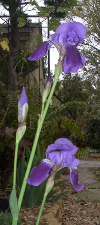 beardediris_mini.jpg