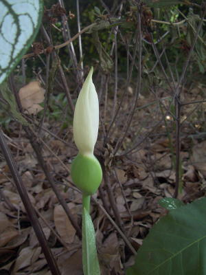 caladiumflower_mini.jpg