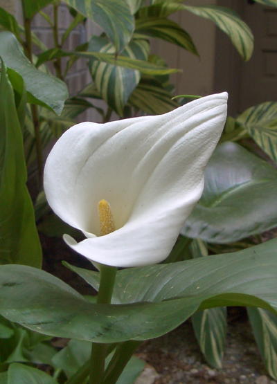 calla_mini.jpg