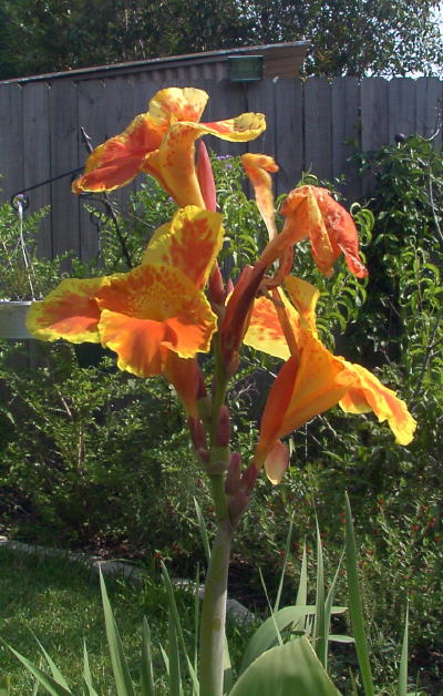 canna_1_mini.jpg