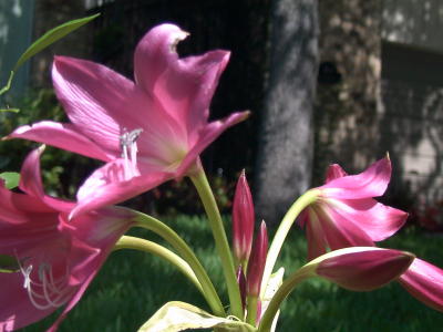 crinum1_mini.jpg