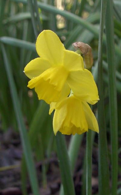 daffodil1_mini.jpg