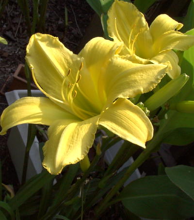 daylily_lemon_mini.jpg