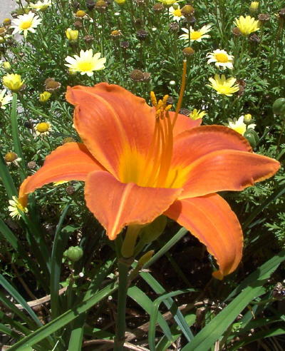 daylily_orange_mini.jpg