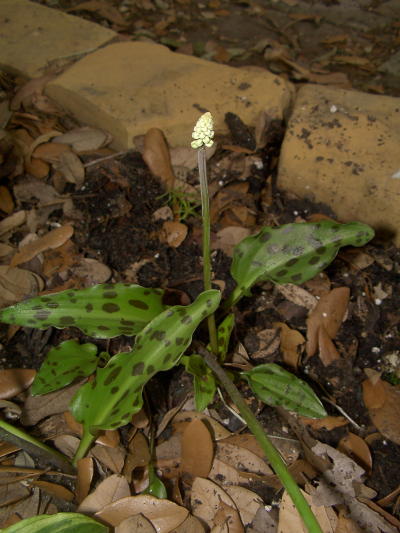 drimiopsis_mini.jpg