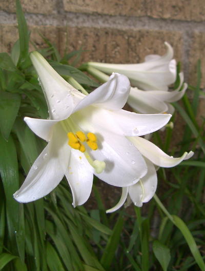 easterlily02_mini.jpg