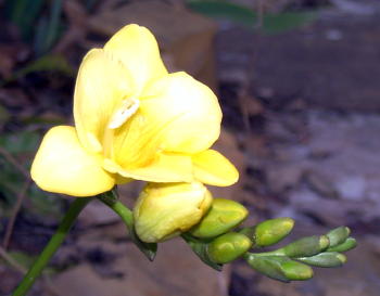 freesia_mini.jpg