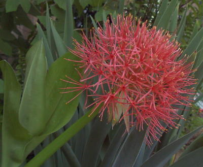 heamanthus2_mini.jpg