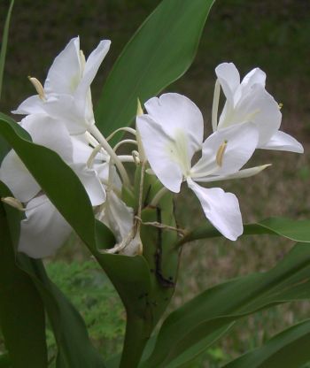 hedychium_mini.jpg