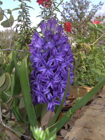 hyacinth1_mini.jpg