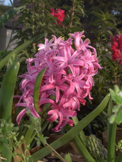 hyacinth2_mini.jpg