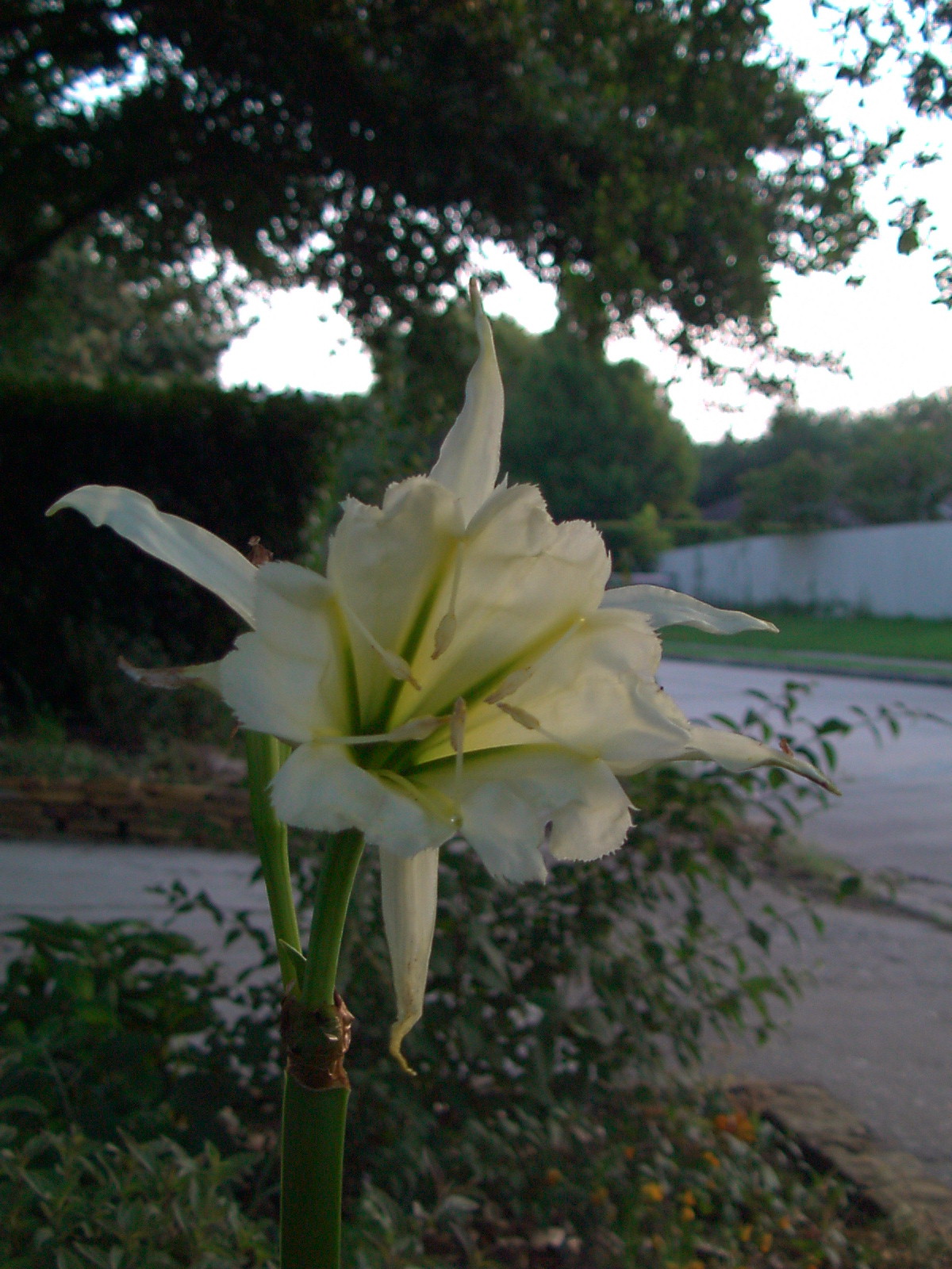 hymenocallis_mini.jpg