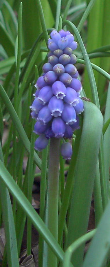 muscari2_mini.jpg