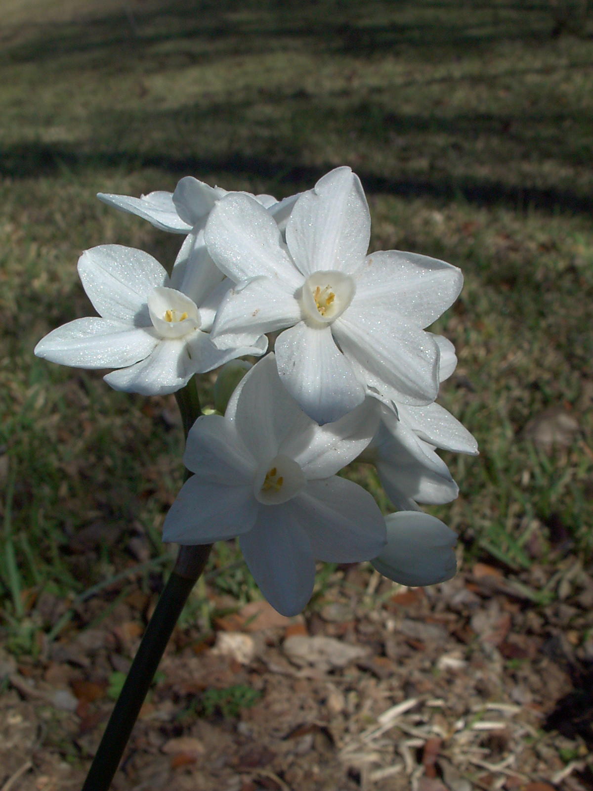 paperwhite narcisssus (detail)