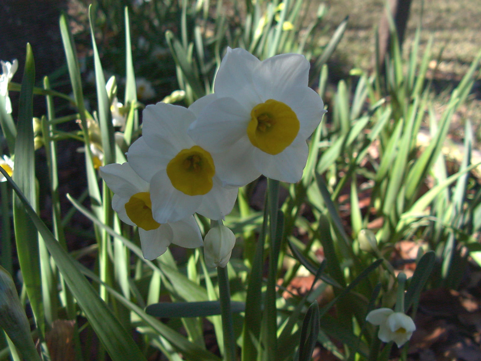 "Avalanche" narcissus