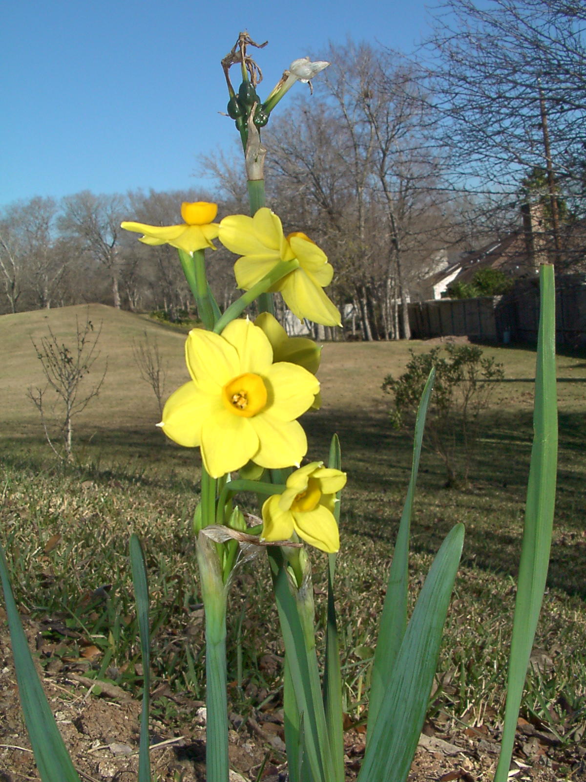 grand soliel d'or narcissus