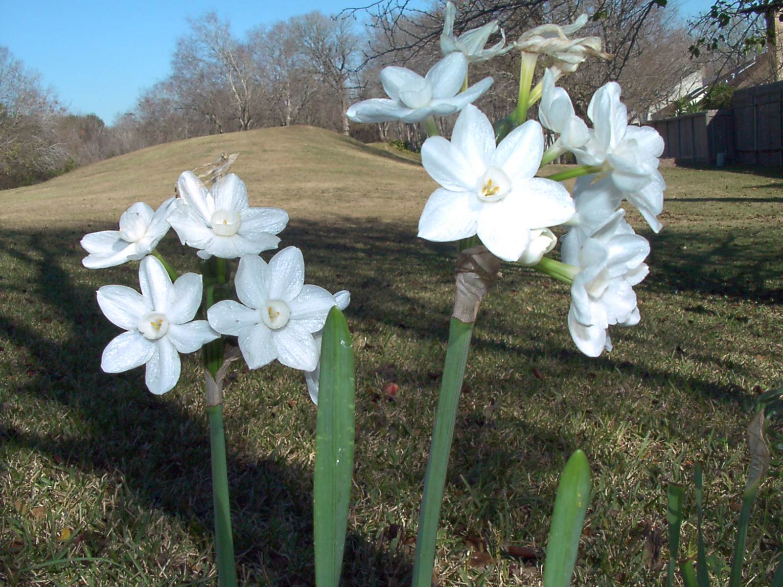 Paperwhite Narcissus
