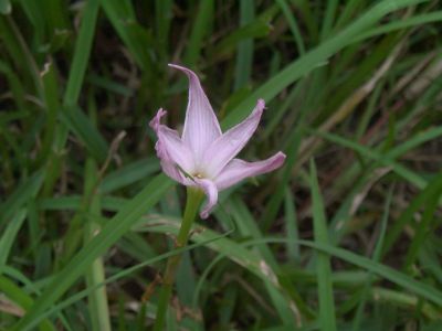 rainlily_pink.jpg