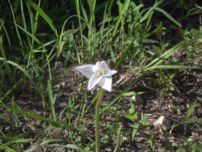 rainlily_white.jpg