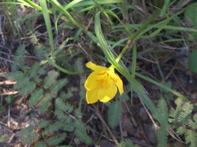 rainlily_yellow.jpg