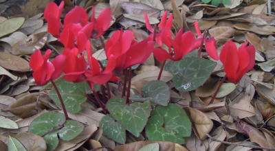 redcyclamen2_mini.jpg