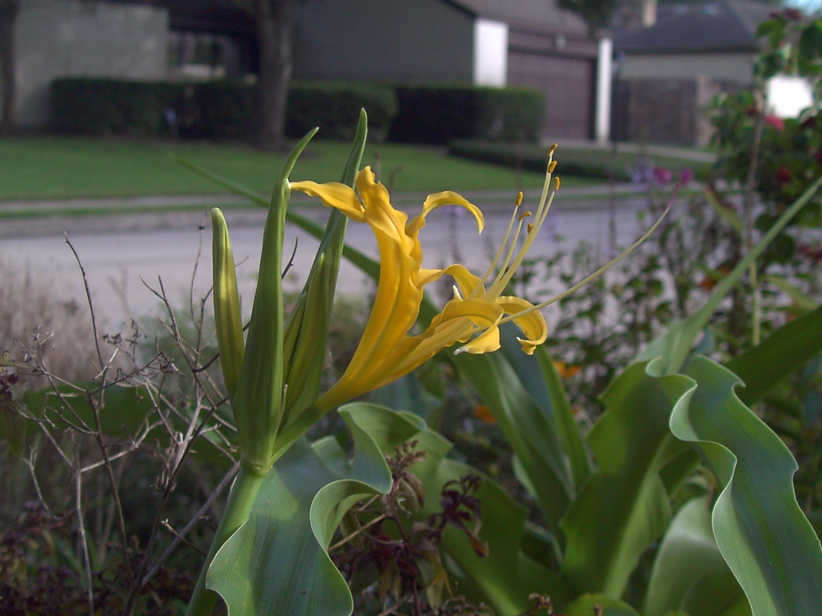 spider_lily_mini.jpg