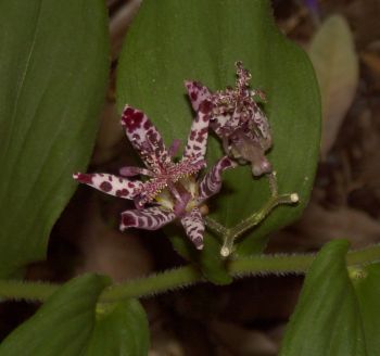 toadlily_mini.jpg