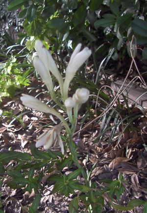 tuberose_mini.jpg