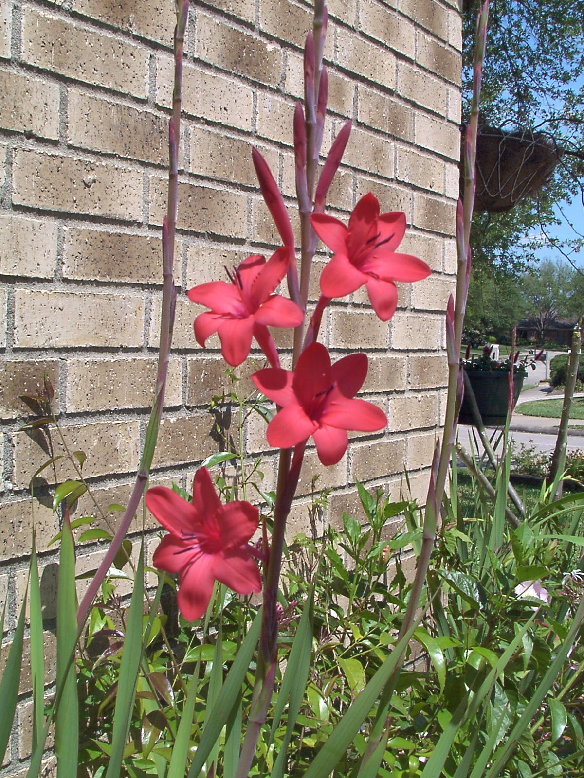 watsonia_mini.jpg